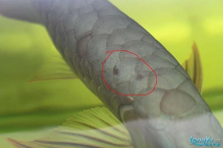 金龍魚鱗片疾病圖片高清版：養(yǎng)魚小藝，圖解10種龍魚鱗片的常見疾病