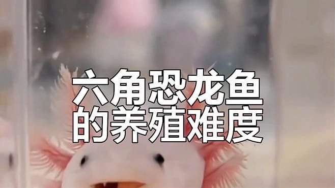 六角恐龍魚有哪些人工培育品種：六角恐龍魚飼養注意事項