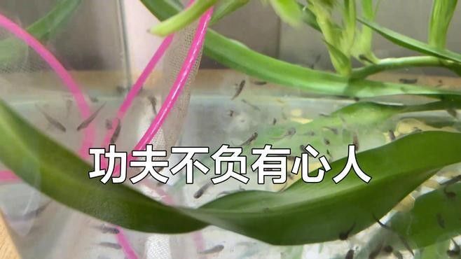 六角恐龍魚有哪些人工培育品種：六角恐龍魚飼養注意事項
