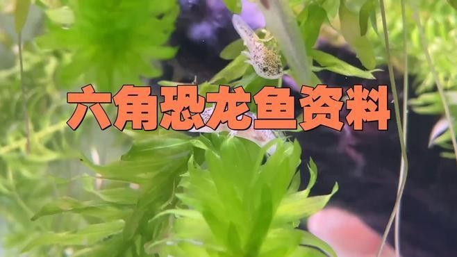 六角恐龍魚有哪些人工培育品種：六角恐龍魚飼養注意事項