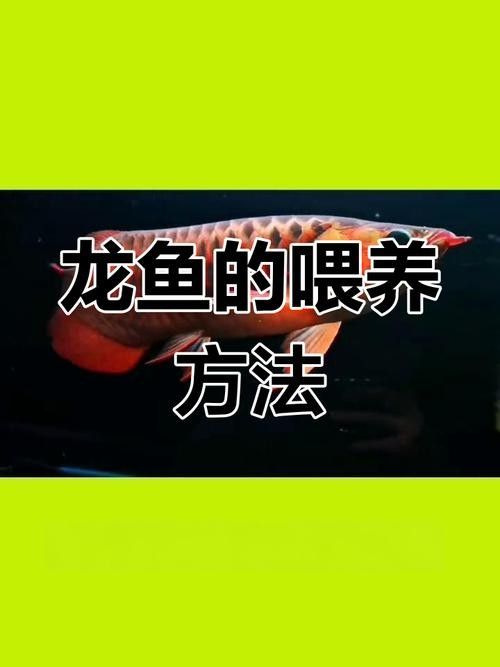 冠軍金龍魚多久喂一次合適：冠軍金龍魚的喂食頻率需根據(jù)其生長(zhǎng)階段調(diào)整