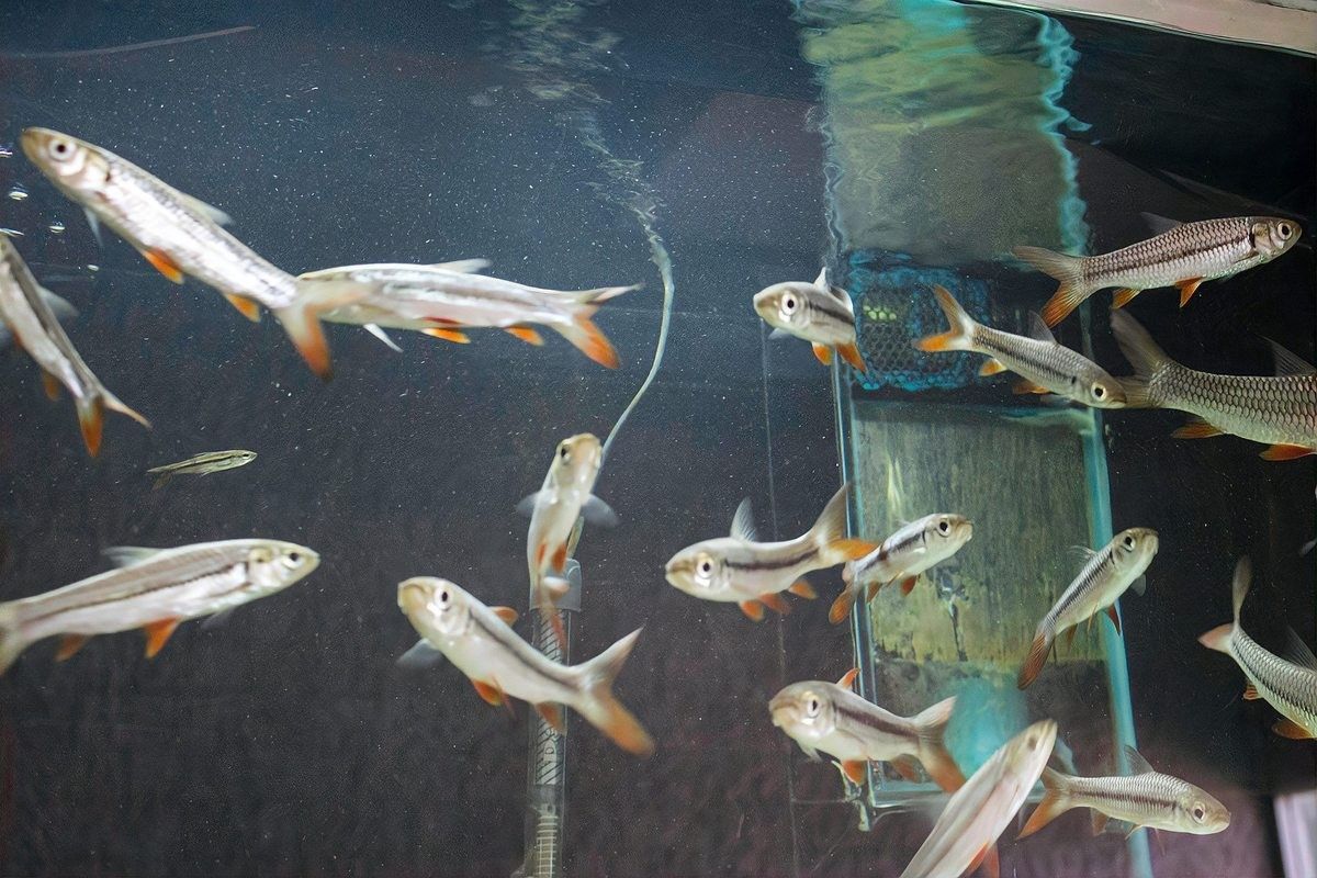 金龍魚繁殖后多久換水：金龍魚繁殖后的換水頻率需根據具體情況調整