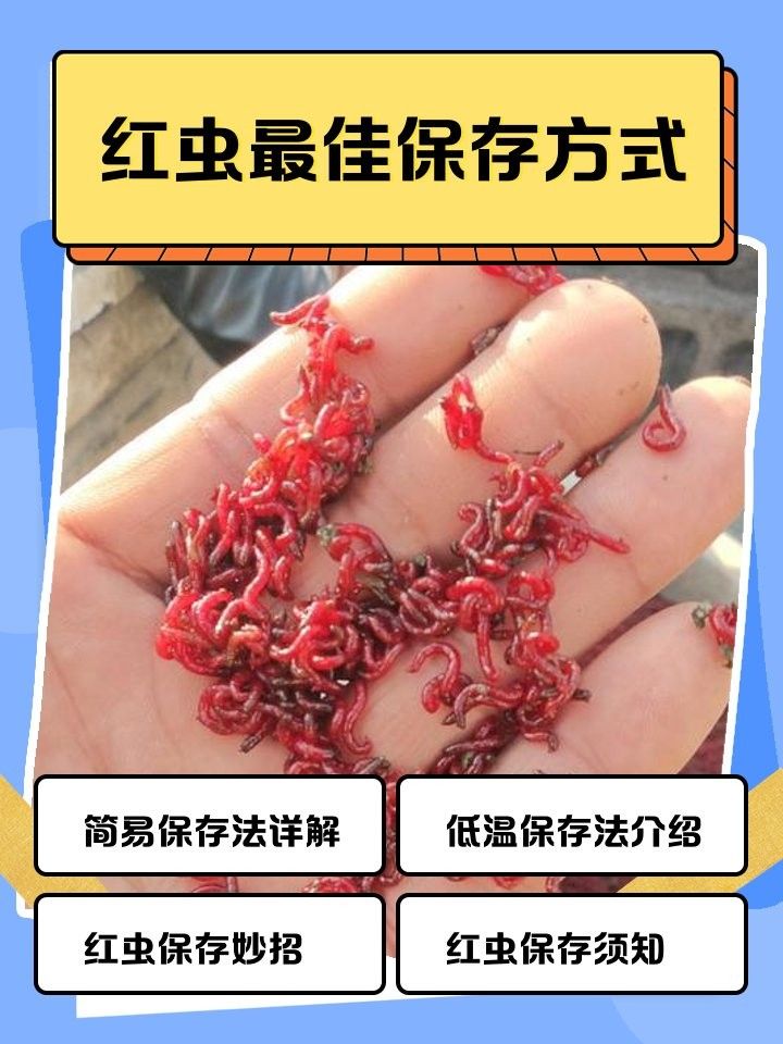 紅蟲冷凍處理的具體步驟：紅蟲保存方法
