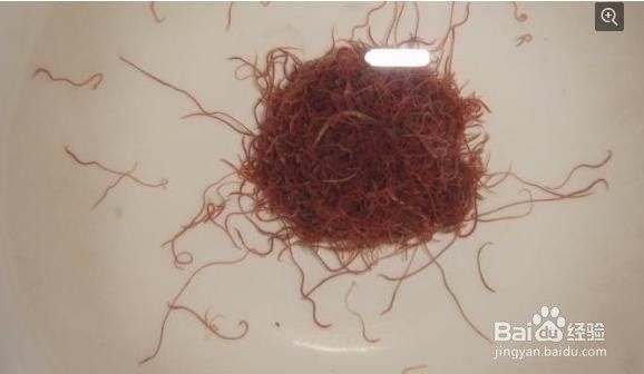 紅蟲冷凍處理的具體步驟：紅蟲保存方法