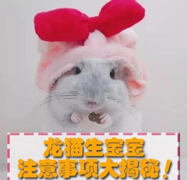 龍貓繁殖時需要準備哪些設施：龍貓媽媽產前后全攻略 龍貓繁殖時需要準備哪些設施：龍貓媽媽產前后全攻略 龍魚百科 第11張