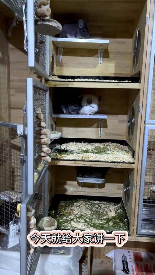 龍貓繁殖時需要準備哪些設施：龍貓媽媽產前后全攻略 龍貓繁殖時需要準備哪些設施：龍貓媽媽產前后全攻略 龍魚百科 第7張