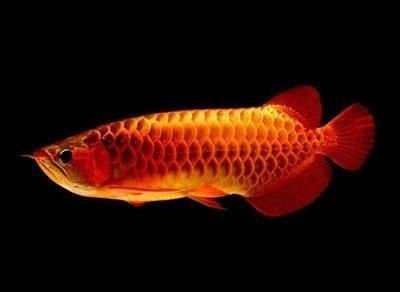 青田哪個水族館龍魚好？祥龍魚場龍魚：青田地區以祥龍魚場為代表的龍魚養殖和水族展示專業性