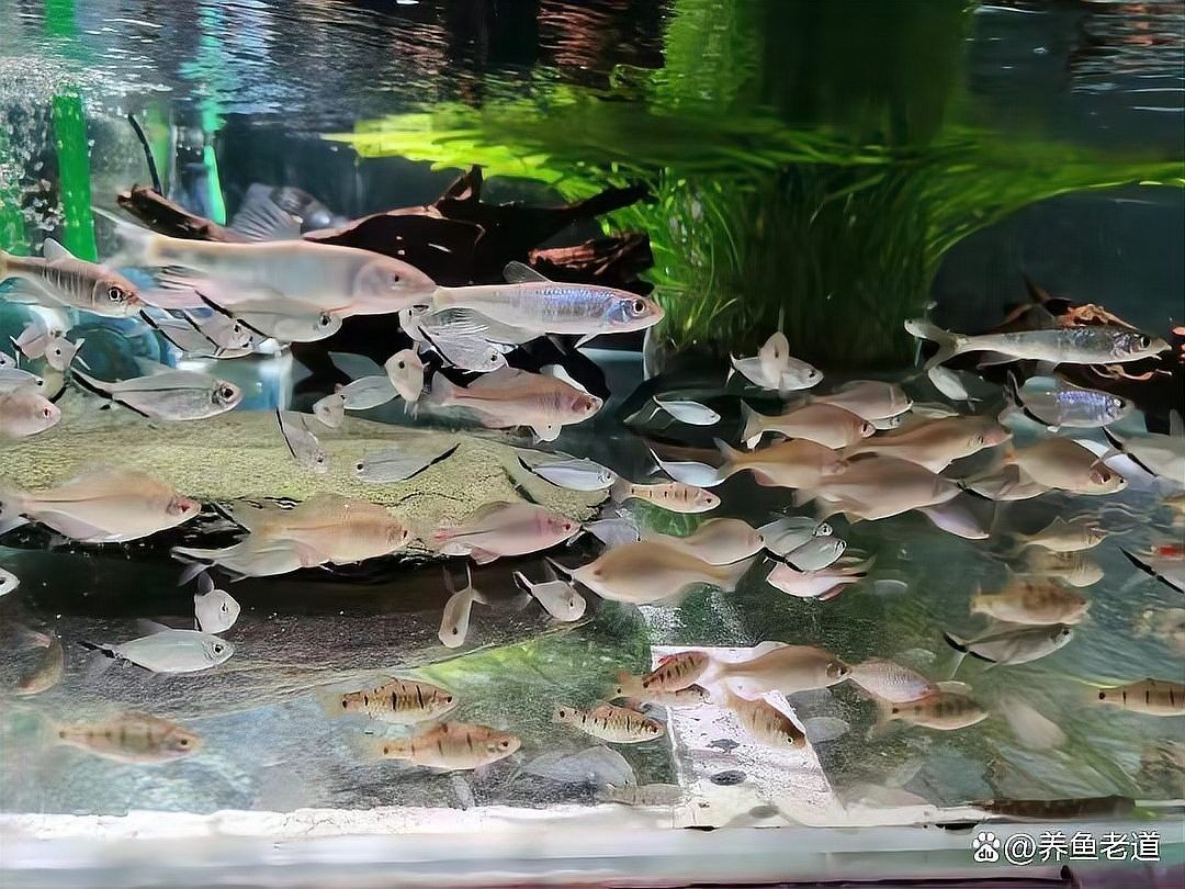 金龍魚發(fā)色期間可以換缸嗎？：新手養(yǎng)龍魚怎么養(yǎng)出好發(fā)色干貨分享