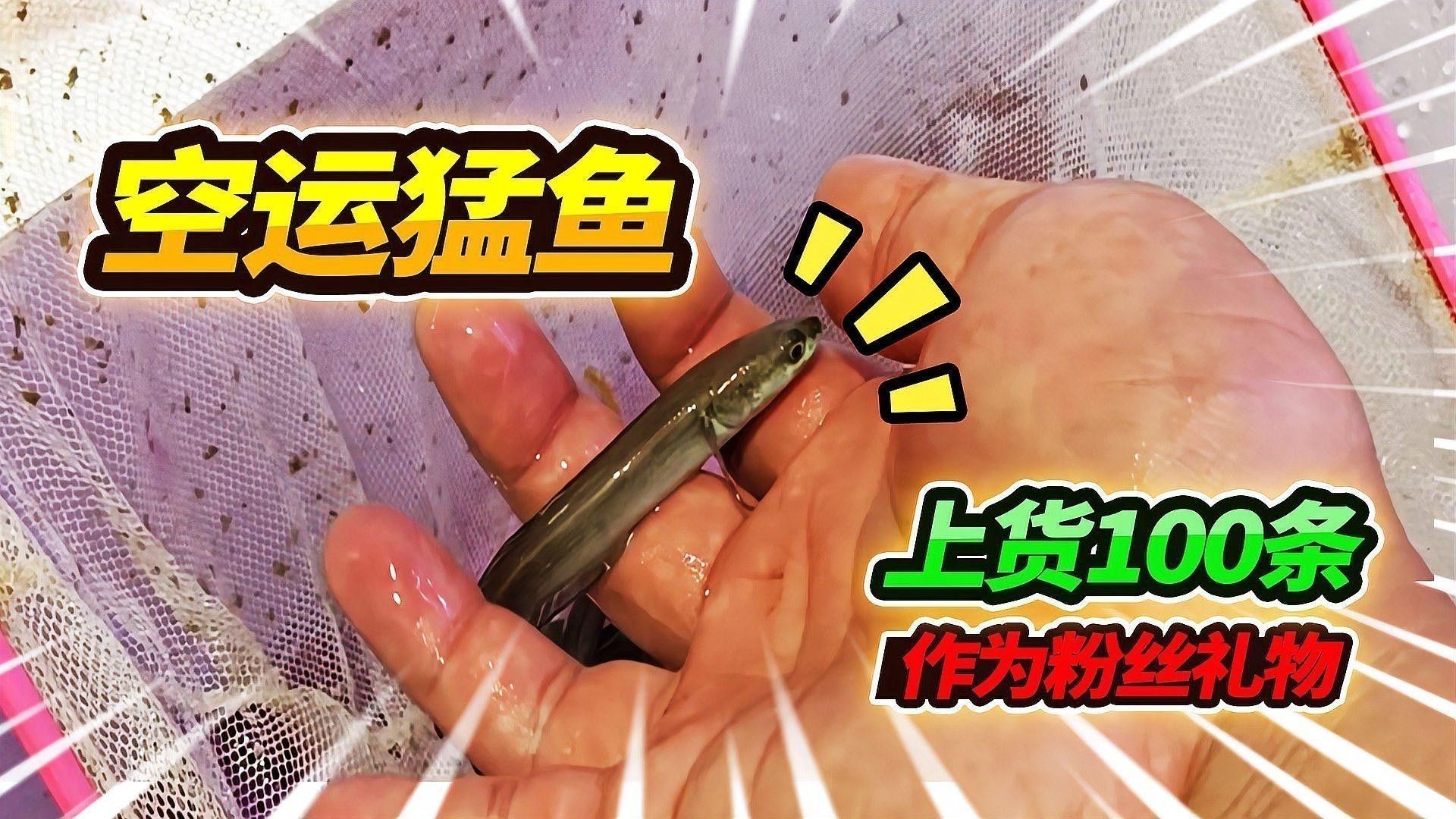 紅帝王雷龍魚有哪些品種？：紅帝王雷龍魚是什么品種