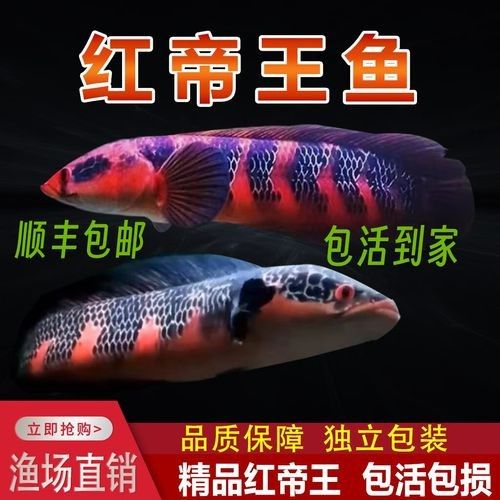 紅帝王雷龍魚有哪些品種？：紅帝王雷龍魚是什么品種