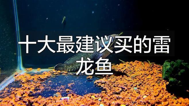 冷水雷龍有哪些品種：冷水雷龍主要指適應低溫環境（通常可耐受10℃以下水溫）的鱧科魚類