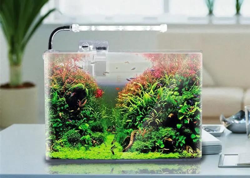 如何判斷自己適合養哪種魚：新手養魚八大誤區,你中了幾個再也不怕把魚養死