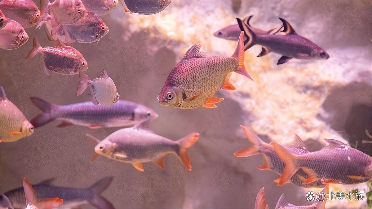 如何判斷自己適合養哪種魚：新手養魚八大誤區,你中了幾個再也不怕把魚養死