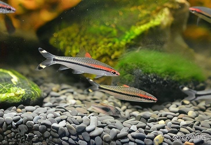 如何判斷自己適合養哪種魚：新手養魚八大誤區,你中了幾個再也不怕把魚養死