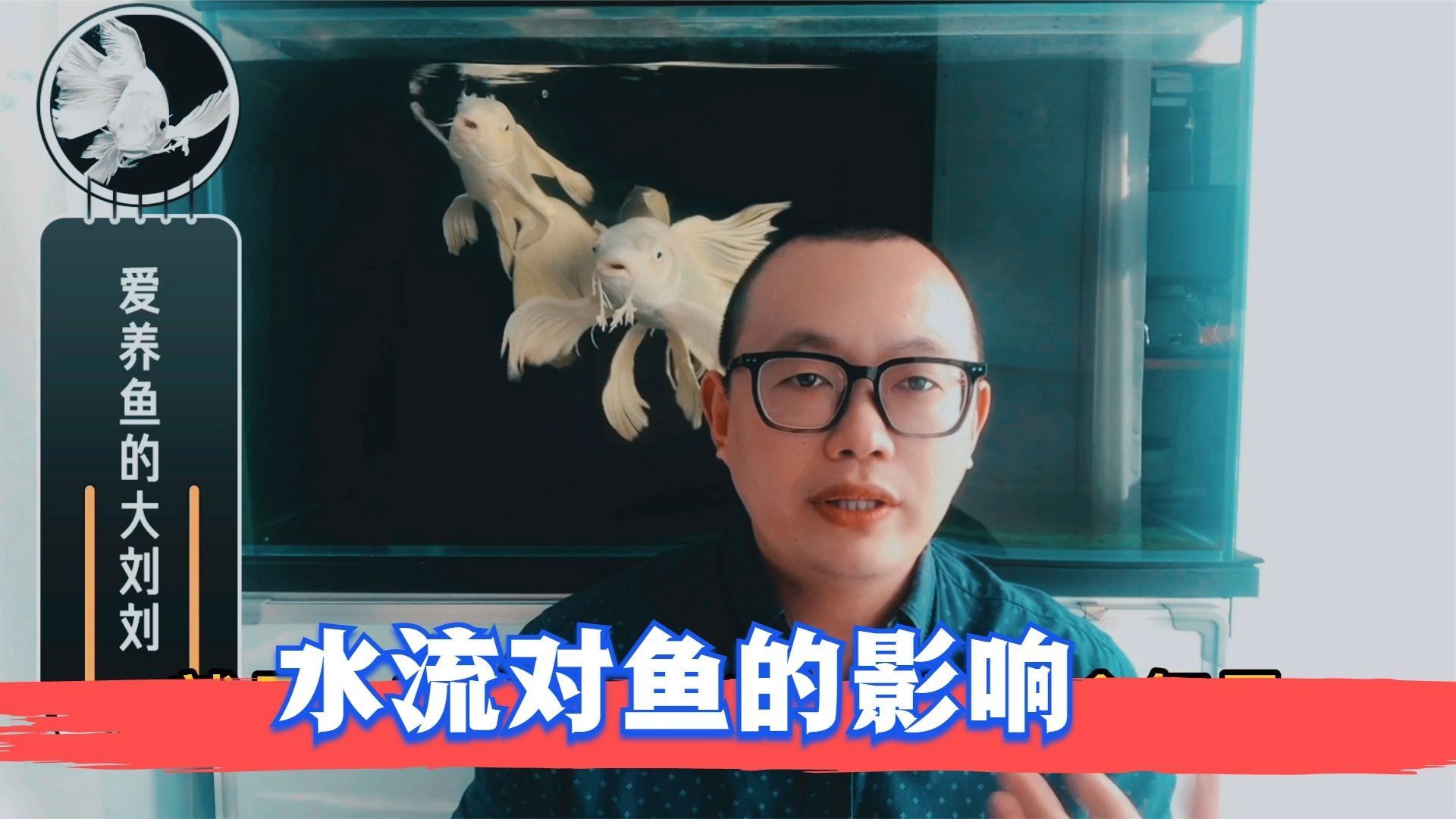 2米魚缸適合養多少條魚？：魚缸養幾條魚最好記住這5個公式,新手也能輕松算出