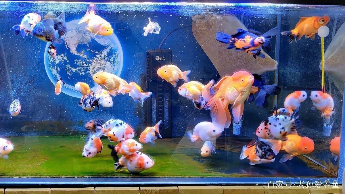 2米魚缸適合養多少條魚？：魚缸養幾條魚最好記住這5個公式,新手也能輕松算出