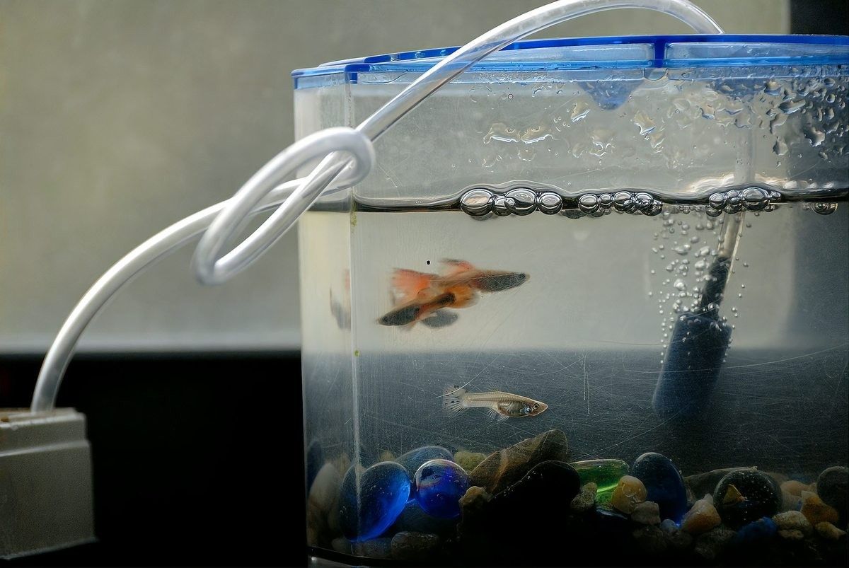 2米魚缸適合養多少條魚？：魚缸養幾條魚最好記住這5個公式,新手也能輕松算出