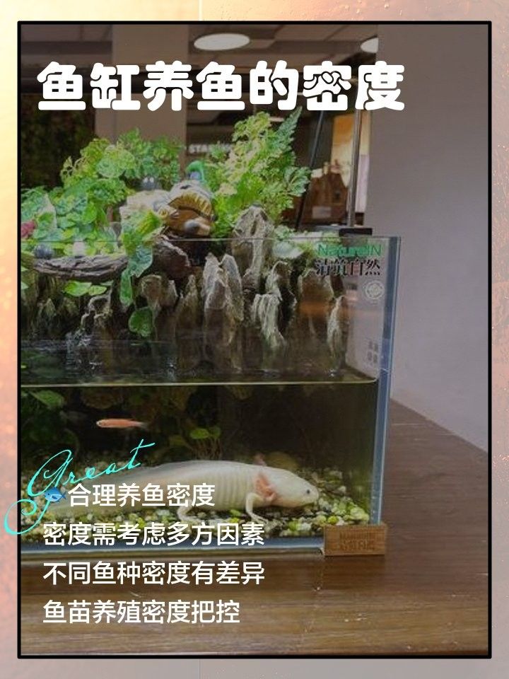2米魚缸適合養多少條魚？：魚缸養幾條魚最好記住這5個公式,新手也能輕松算出