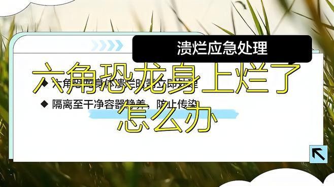 六角恐龍魚爛肉用什么藥最好：六角恐龍魚爛肉（潰爛）治療需根據病因和嚴重程度選擇藥物