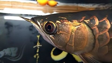 如何區分金龍魚高端系列品種？：如何區分金龍魚