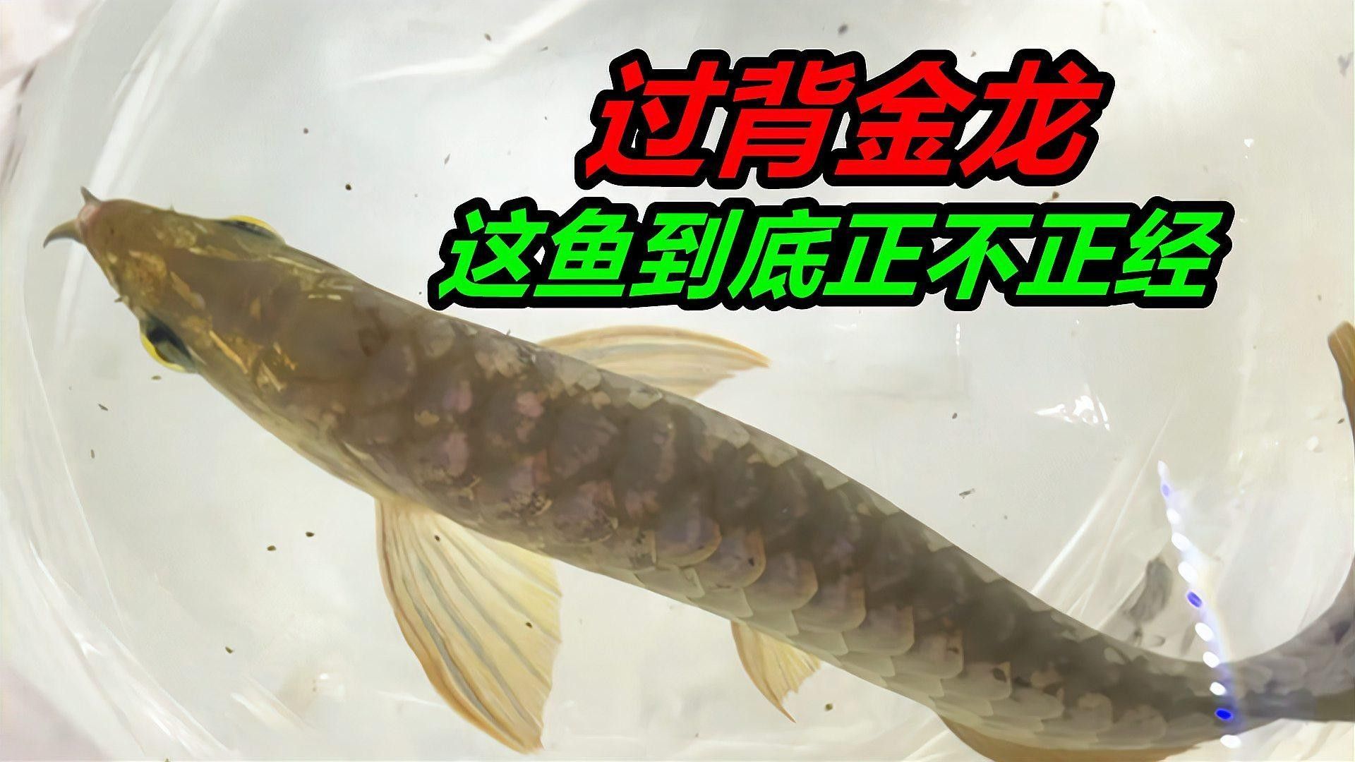 如何鑒別粉色金龍魚的真?zhèn)危鸿b別粉色金龍魚（如紅尾金龍或過背金龍）的真?zhèn)涡杞Y(jié)合形態(tài)特征、血統(tǒng)表現(xiàn)及防偽標(biāo)識(shí)等多方面綜合判斷