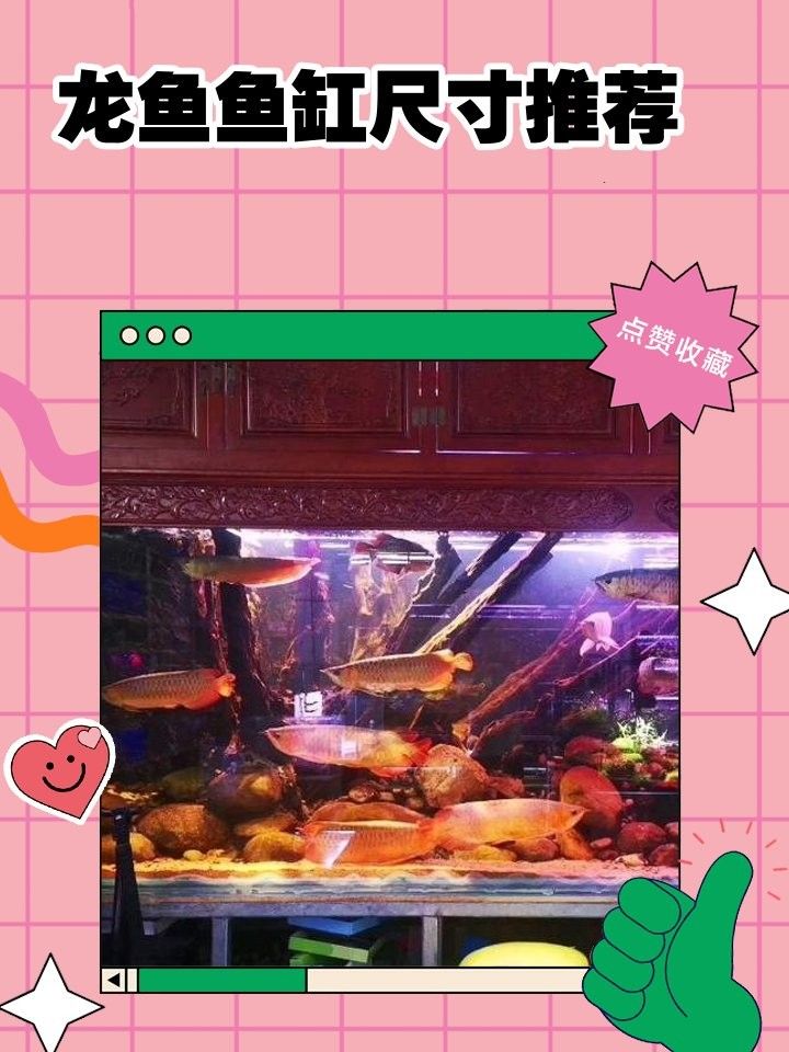 混養龍魚和泰國鯽需要多大的魚缸：養龍魚和泰國鯽的魚缸尺寸怎么選