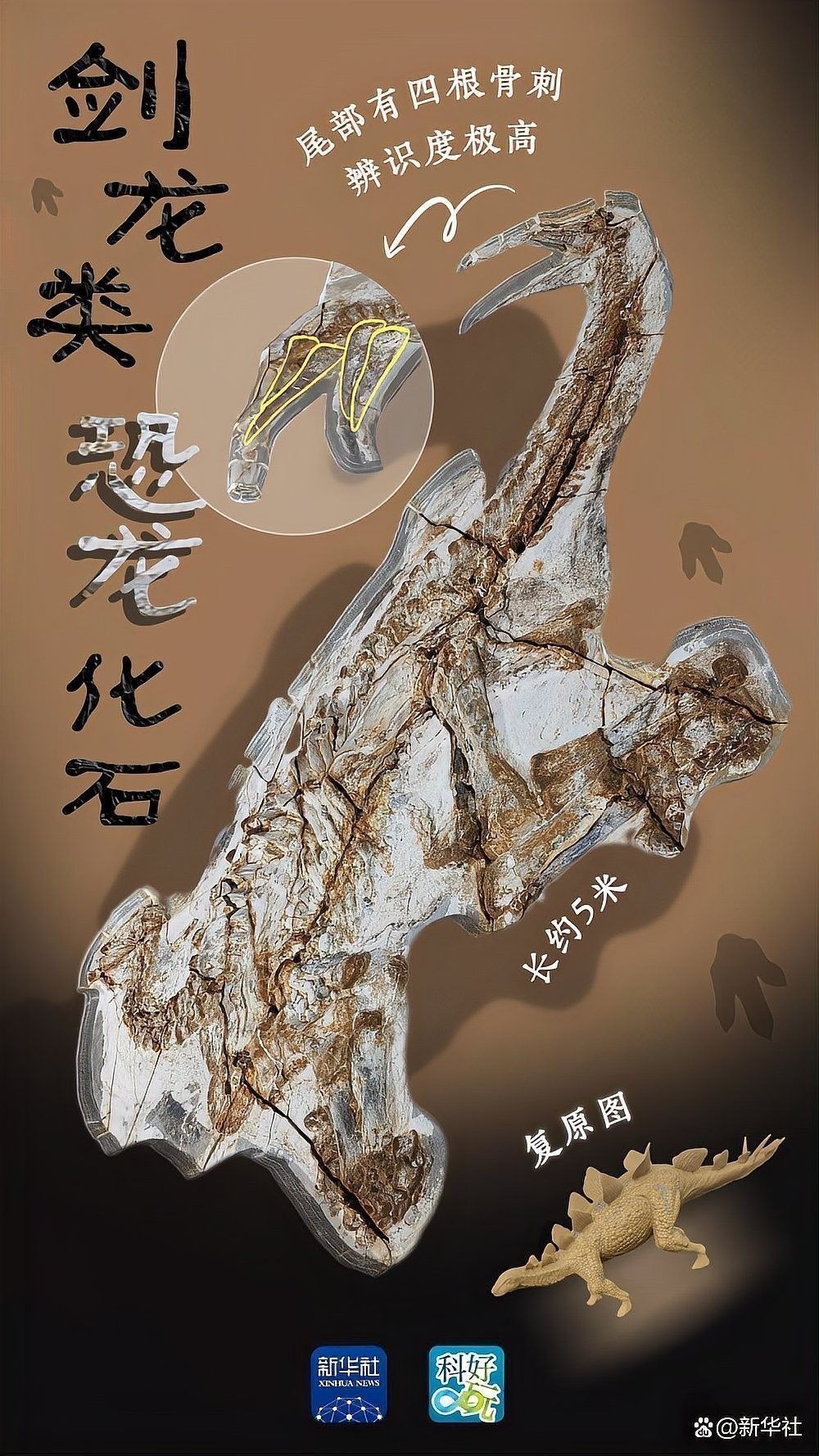 河北原始角龍的頭飾結構是怎樣的：河北發現原始角龍類恐龍
