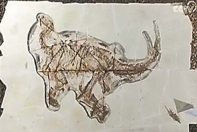 河北原始角龍的頭飾結構是怎樣的：河北發現原始角龍類恐龍