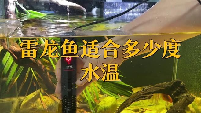 雷龍魚繁殖后如何護理魚卵：雷龍魚孵化后多久喂豐年蝦