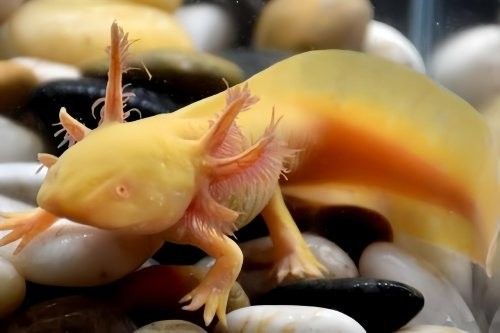 恐龍魚苗多久換一次水？：六角恐龍魚多久換一次水