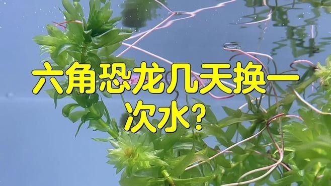 恐龍魚苗多久換一次水？：六角恐龍魚多久換一次水