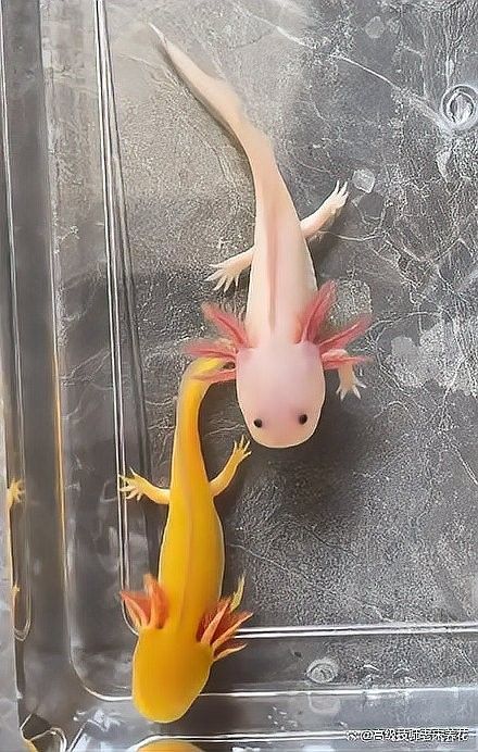 恐龍魚苗多久換一次水？：六角恐龍魚多久換一次水