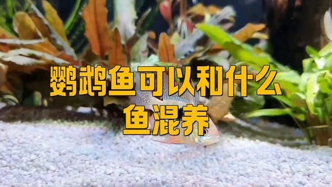 哪些魚適合與鸚鵡魚混養(yǎng)？