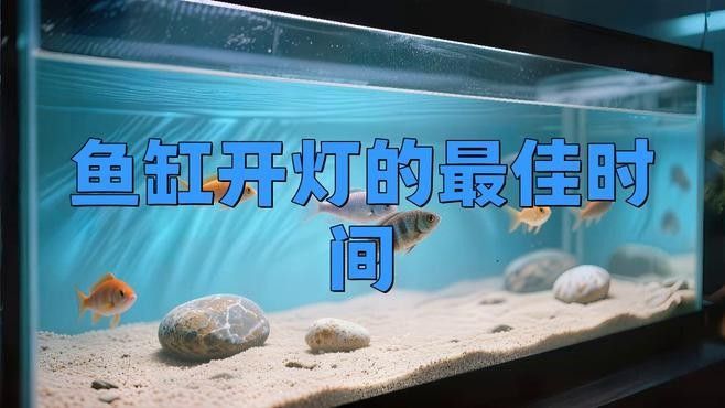 金龍魚發色需要哪些光照？：金龍魚發色需要的光照條件