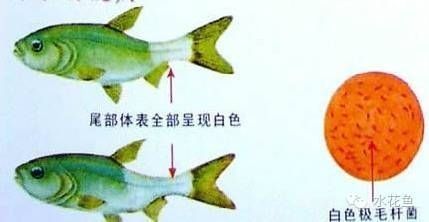 金龍魚感染寄生蟲后有哪些癥狀