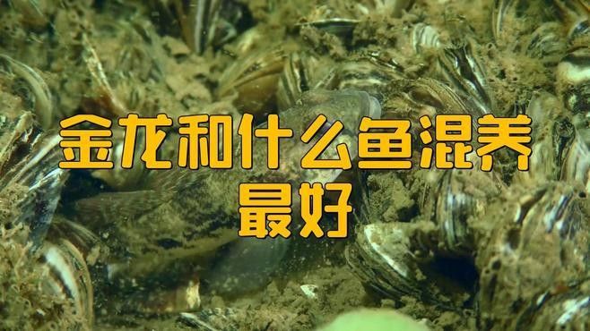 金龍魚和哪些魚混養會打架：混養金龍魚的注意事項