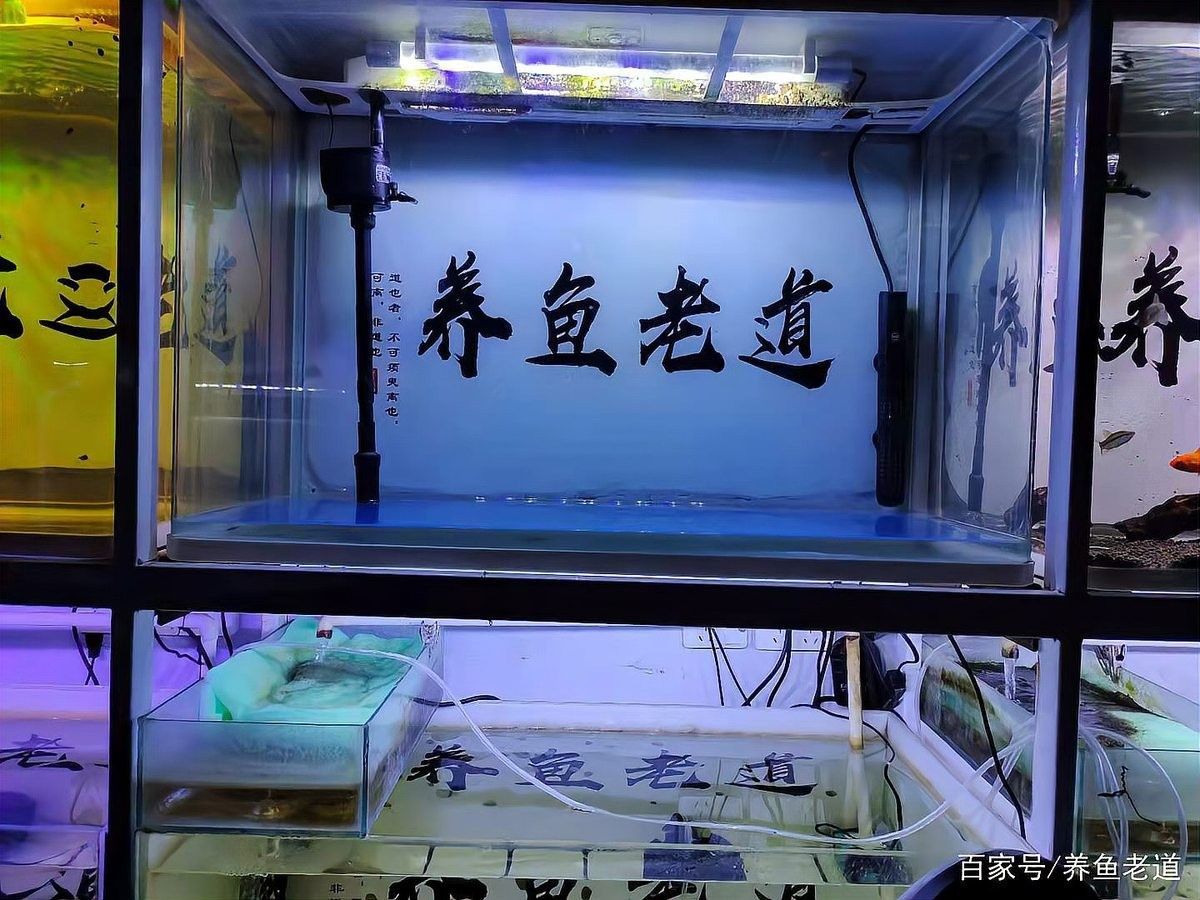 如何檢查金九龍魚缸是否漏水：檢查金九龍魚缸是否漏水需從結構、設備及日常維護多方面入手