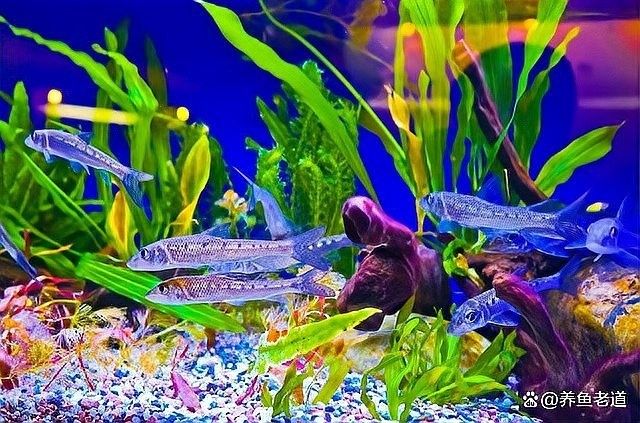 如何檢查金九龍魚缸是否漏水：檢查金九龍魚缸是否漏水需從結構、設備及日常維護多方面入手