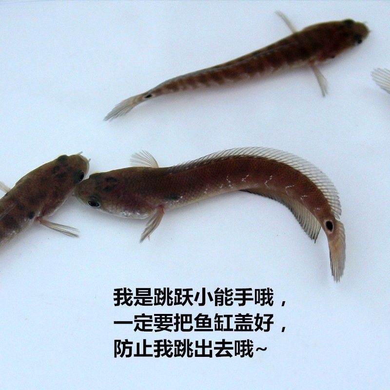 彩虹雷龍魚的價格是多少：彩虹雷龍魚價格因品種、規格和銷售渠道不同而有所差異