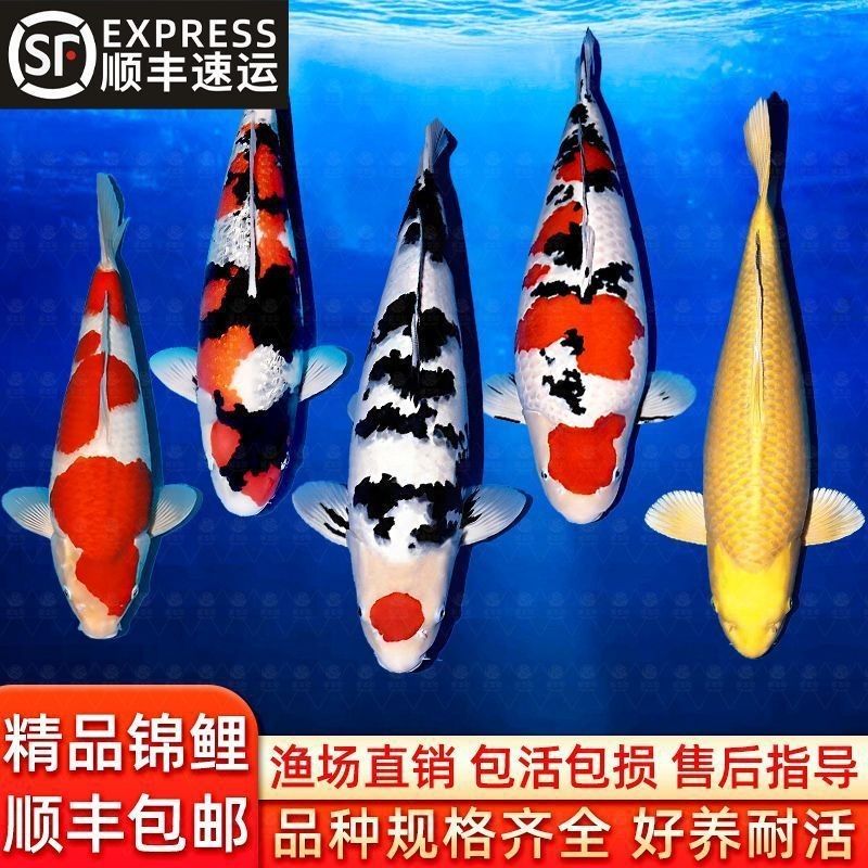 彩虹雷龍魚的價格是多少：彩虹雷龍魚價格因品種、規格和銷售渠道不同而有所差異