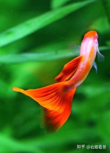 金龍魚斜游如何治療？：金龍魚出現(xiàn)斜游癥狀可能由多種原因引起