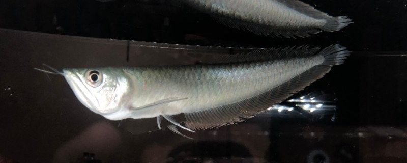 龍魚沉底后多久會(huì)恢復(fù)：龍魚為何“沉默”趴缸全面解析原因與高效解決方法!