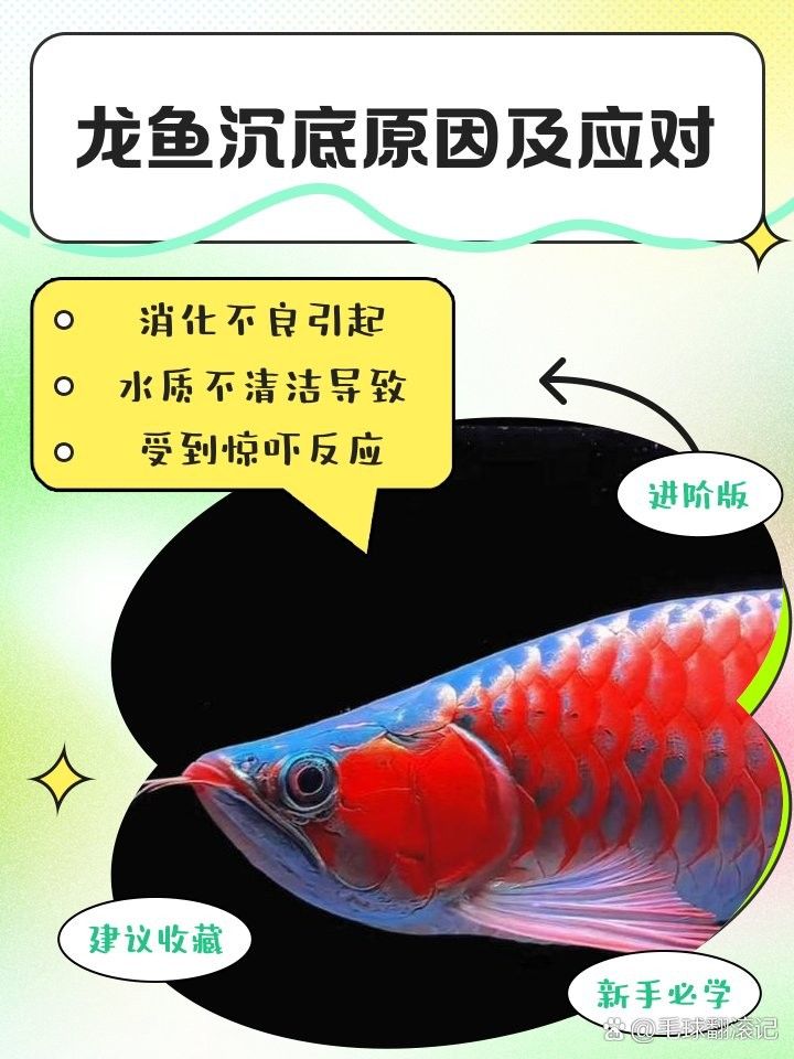 龍魚沉底后多久會(huì)恢復(fù)：龍魚為何“沉默”趴缸全面解析原因與高效解決方法!