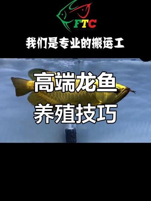 紅龍魚和金龍魚哪個更好養:紅龍魚和金龍魚的區別