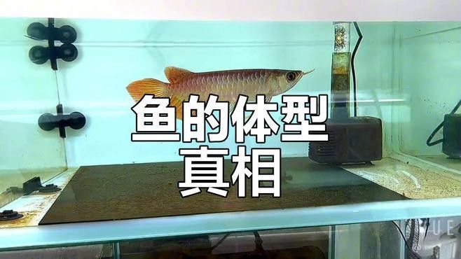 紅龍魚和金龍魚哪個更好養：紅龍魚和金龍魚的區別