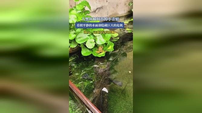 龍魚吃完整只大青蛙的視頻：關(guān)于龍魚捕食青蛙的富媒體資源及相關(guān)信息
