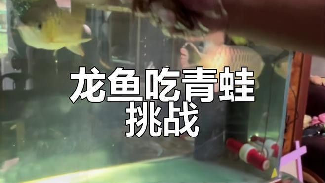 龍魚吃完整只大青蛙的視頻：關(guān)于龍魚捕食青蛙的富媒體資源及相關(guān)信息