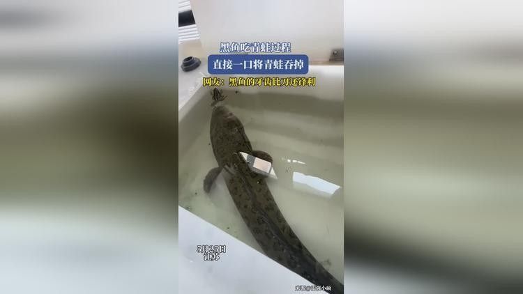 龍魚吃完整只大青蛙的視頻：關(guān)于龍魚捕食青蛙的富媒體資源及相關(guān)信息