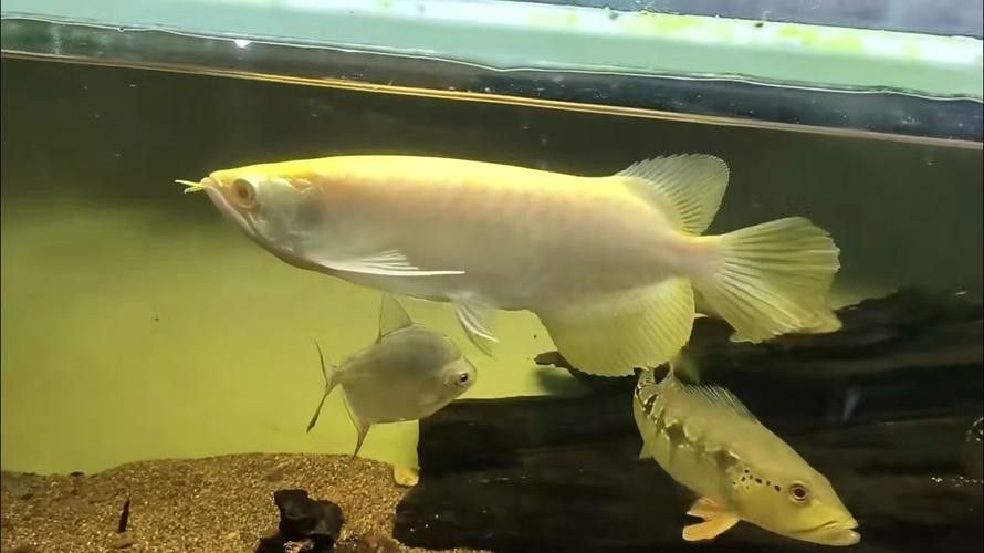高力板哪個水族館龍魚好？祥龍魚場龍魚：如何聯系祥龍魚場購買龍魚？