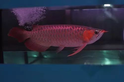 檢疫期間龍魚需要喂食嗎？：網絡游俠，養魚心得:記住這9點,讓你的龍魚活的更就一些吧!